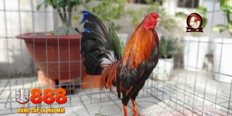 gk88 game máy bay nổ hũ