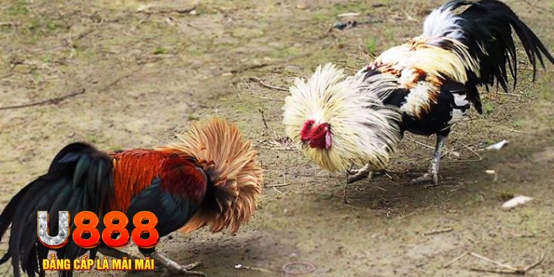 gk88 game nổ hũ là gì